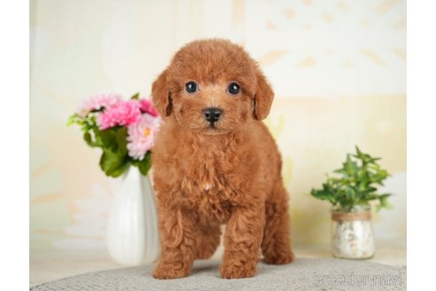 成約済の茨城県のトイプードル-283351の5枚目